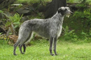 Skotsk-Hjortehund-tispe-300x199.jpg